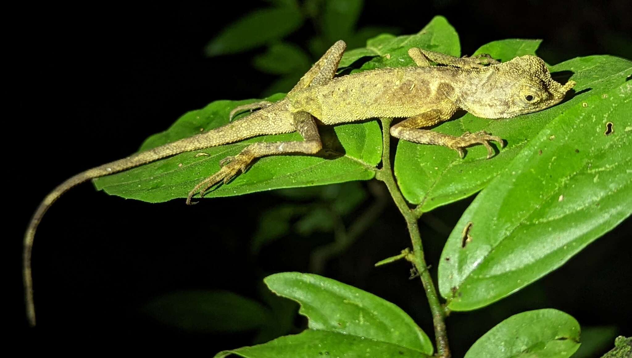 Image of Ornate Earless Agama