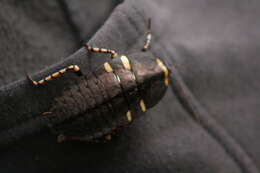 Image of native cockroach ( Australia )