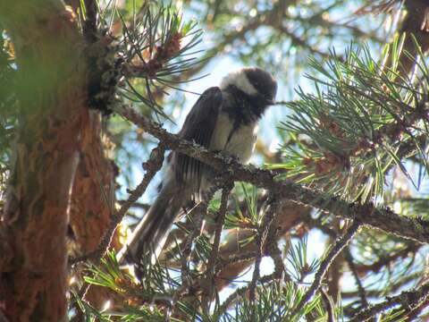 صورة Poecile cinctus lapponicus (Lundahl 1848)