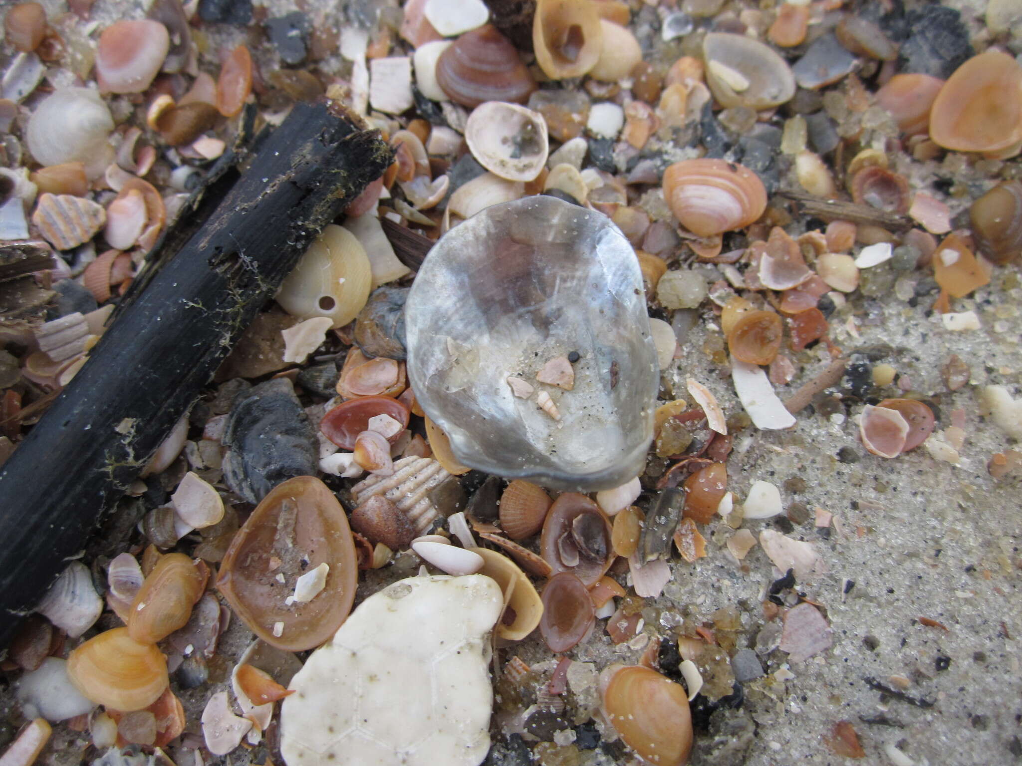 Image of jingle shells