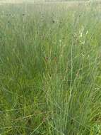 Image of blue umbrella-sedge