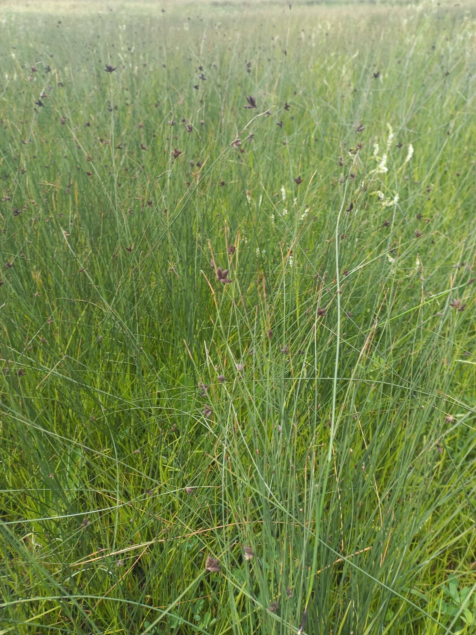 Image of blue umbrella-sedge