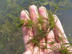 Image of Great tassel stonewort