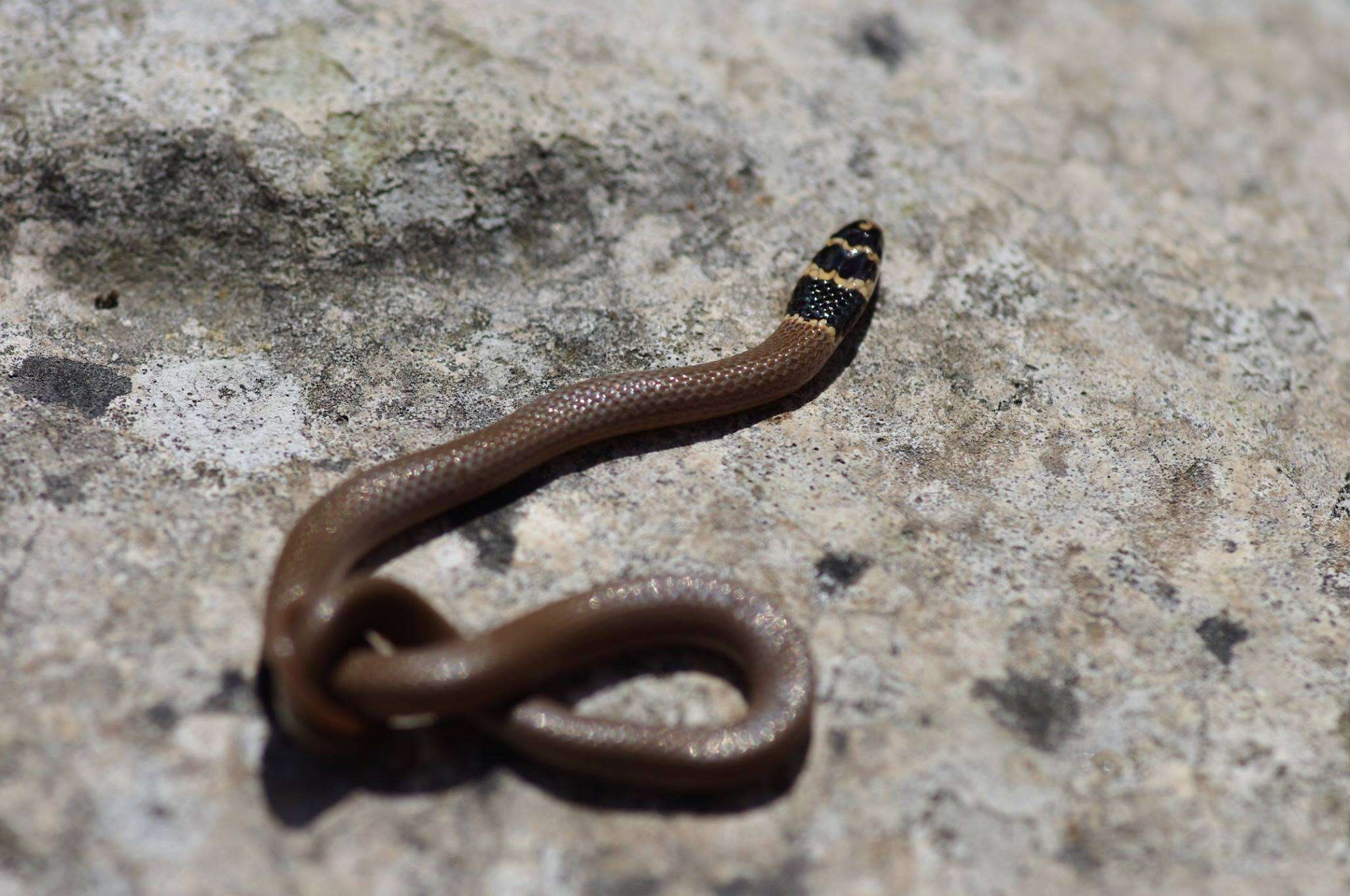 Image of Roth's Dwarf Snake