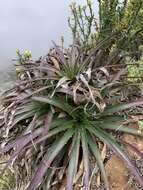 Image de Puya boliviensis Baker