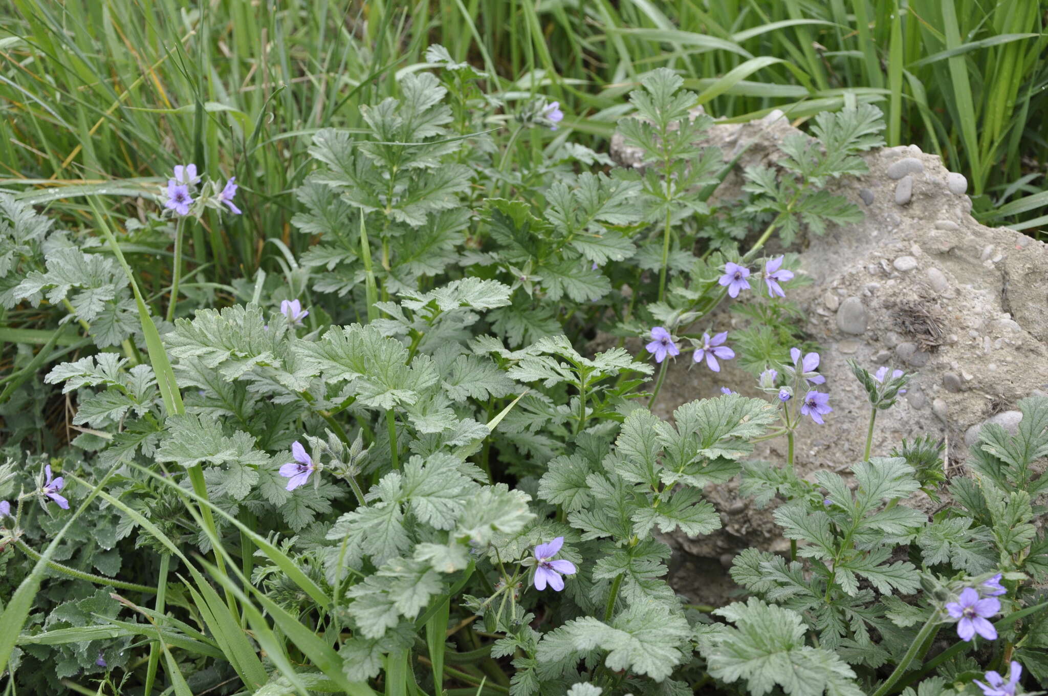 Erodium ciconium (L.) L'Her. resmi