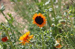 Image of Double Namaqua marigold