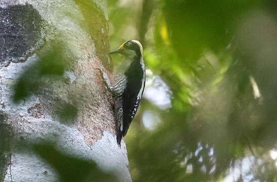 Image of Golden-naped Woodpecker