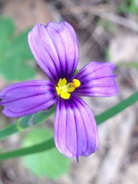 Image of western blue-eyed grass