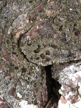 Image of japewia lichen