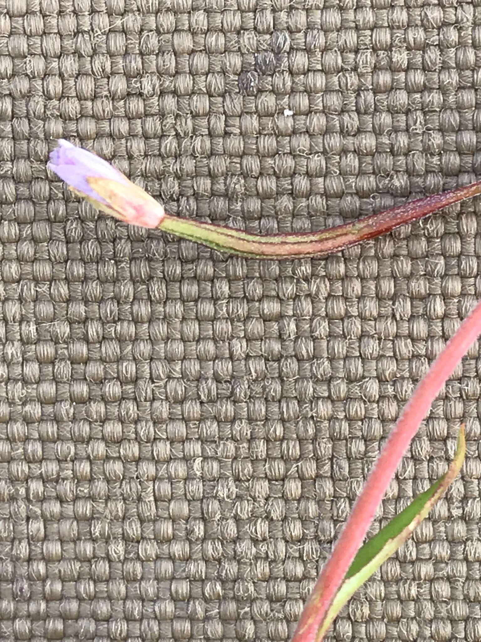 Image of pimpernel willowherb