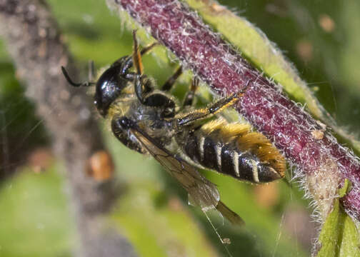 Image of Leafcutter bee