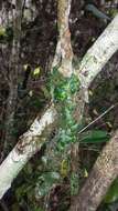 Image de Bulbophyllum forsythianum Kraenzl.