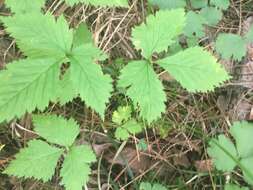 Image of dwarf red blackberry