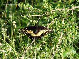 Image of Papilio hellanichus Hewitson 1868