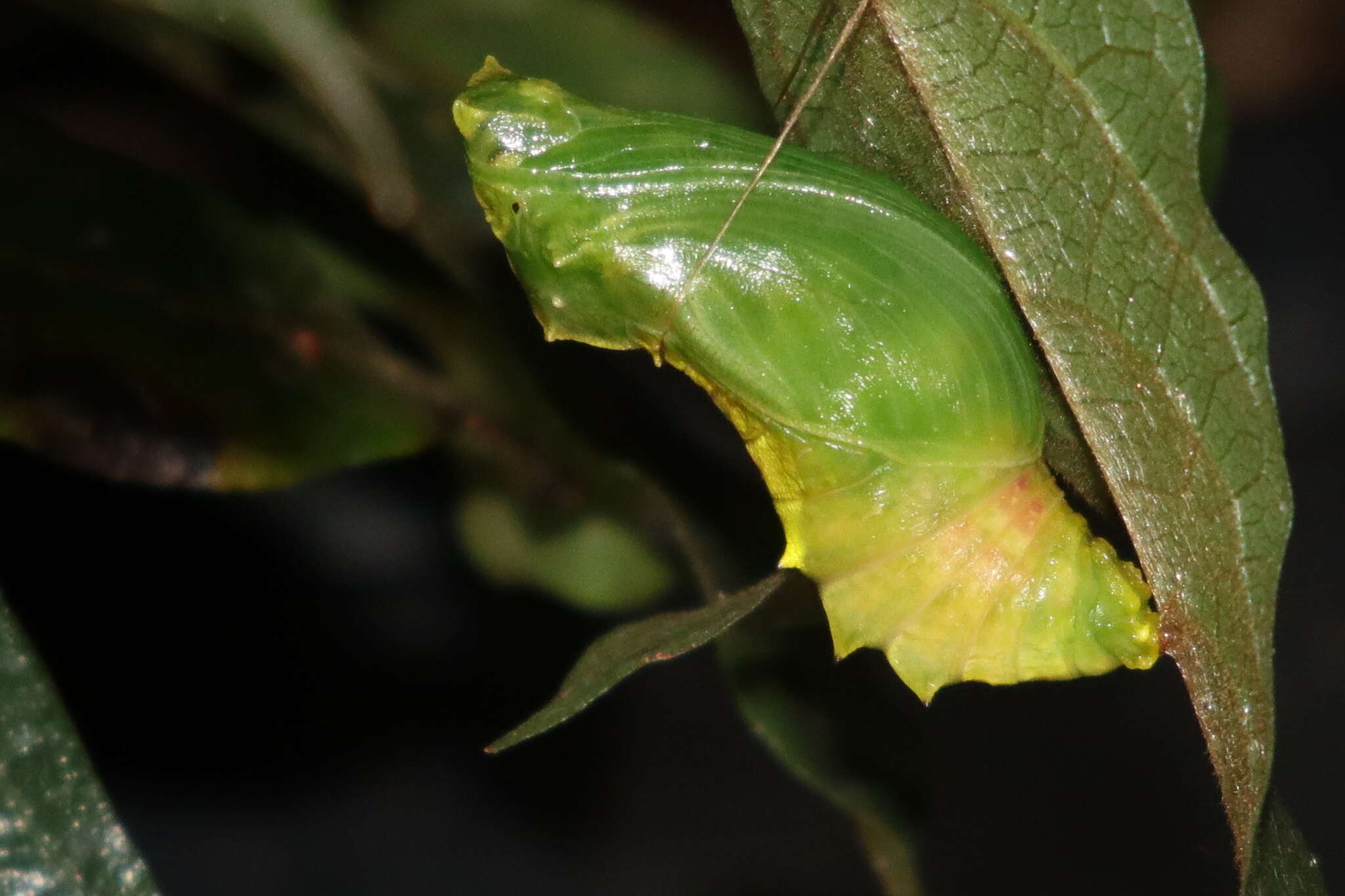 Слика од Ornithoptera richmondia (Gray (1853))