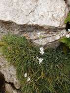 Imagem de Gypsophila uralensis Less.