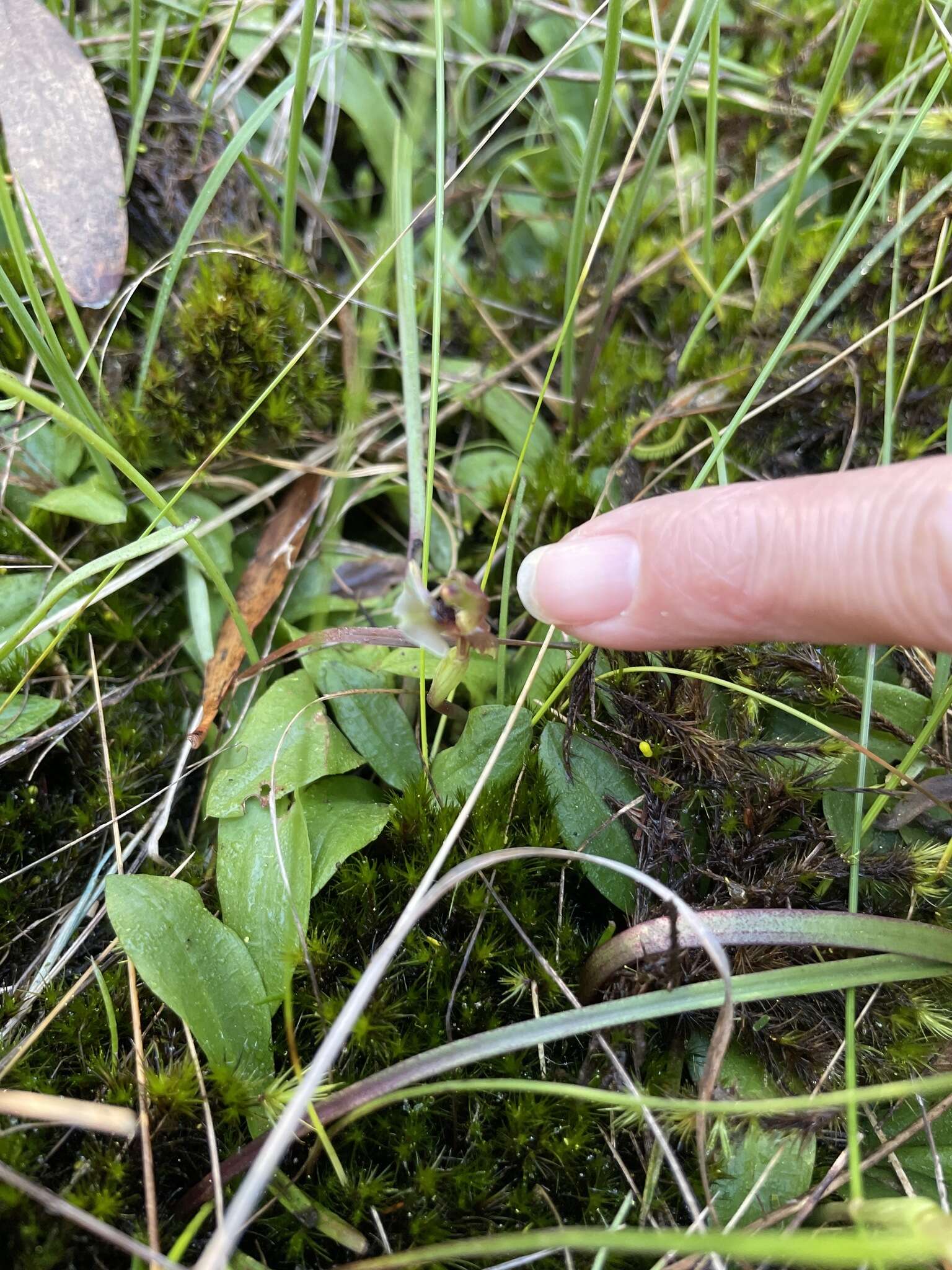 Image of Broad-Lip bird orchid