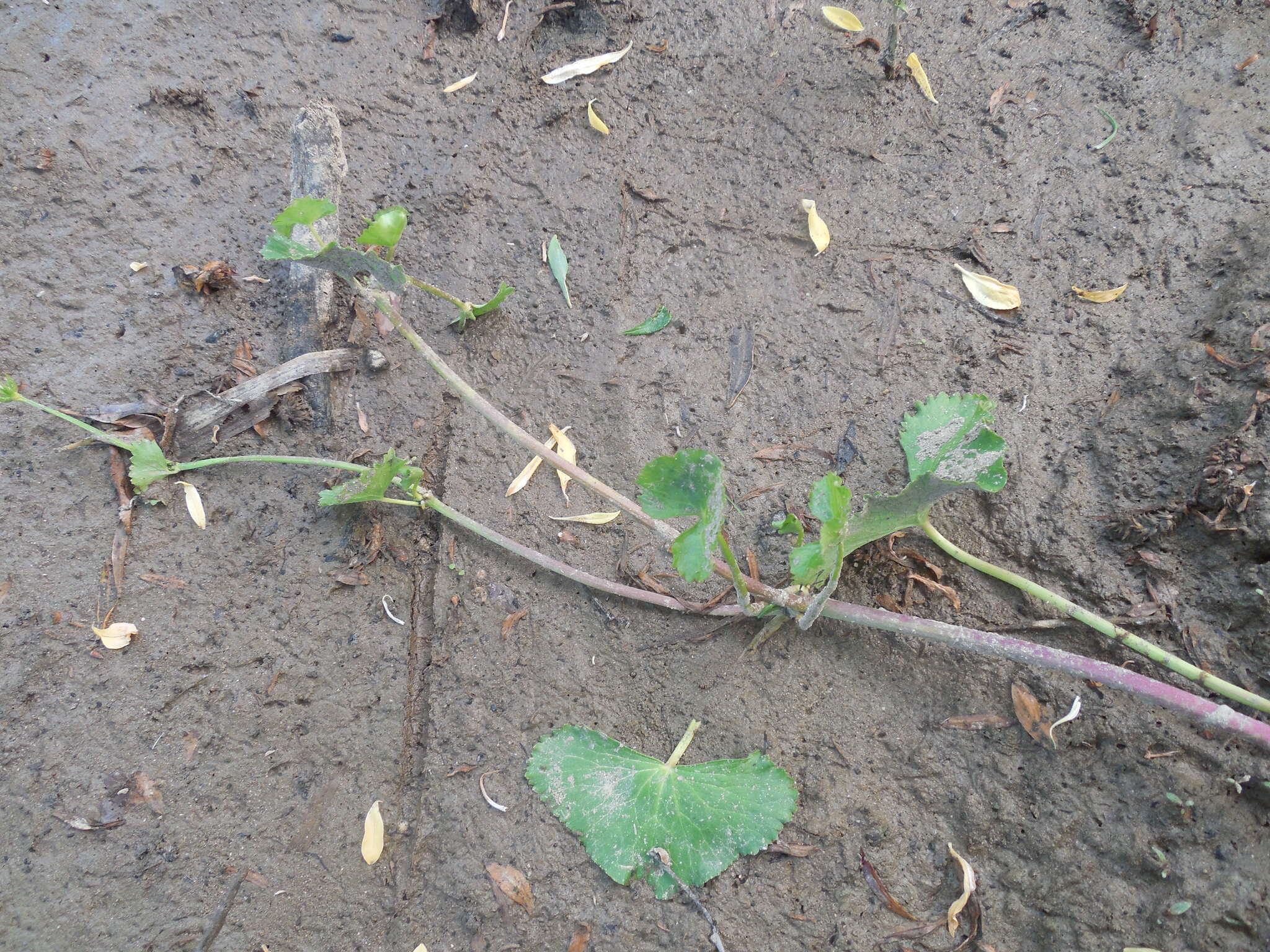 Image de Caltha palustris var. membranacea Turcz.