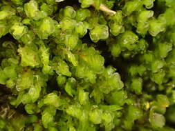 Image of Scapania subalpina (Nees ex Lindenb.) Dumort.