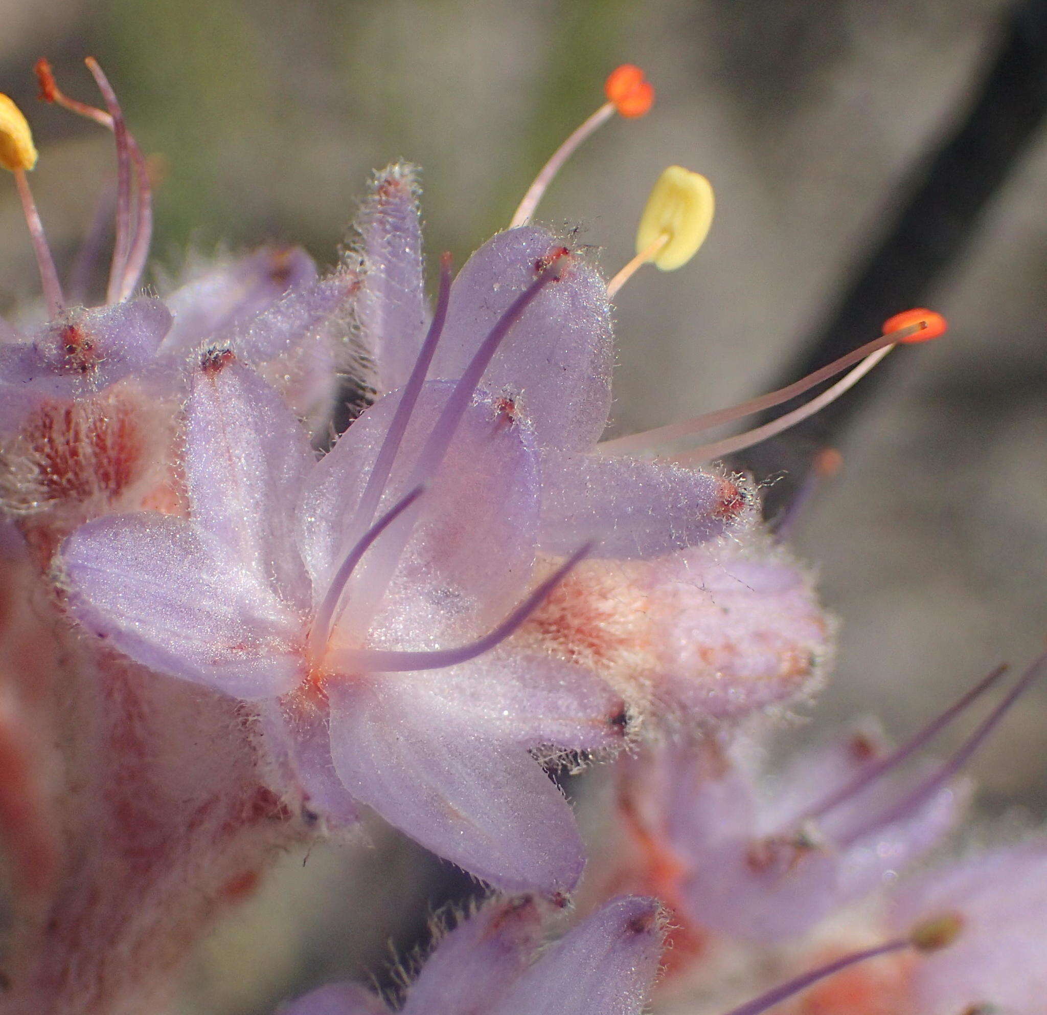 Image of Dilatris ixioides Lam.