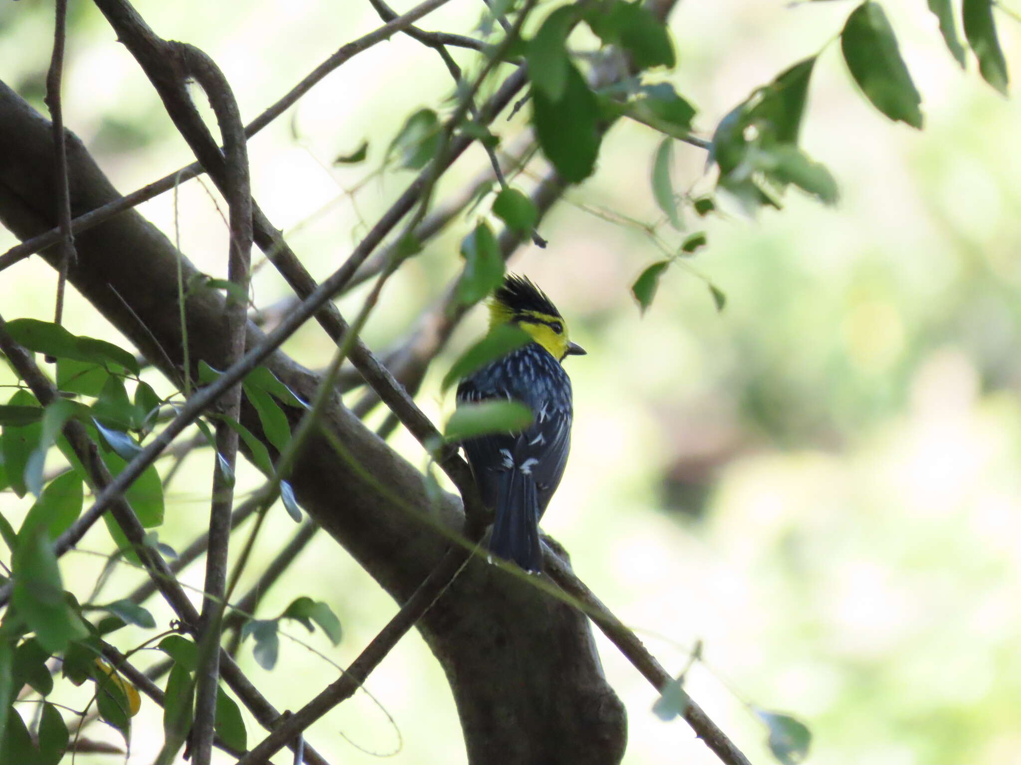 Image of Yellow-cheeked Tit