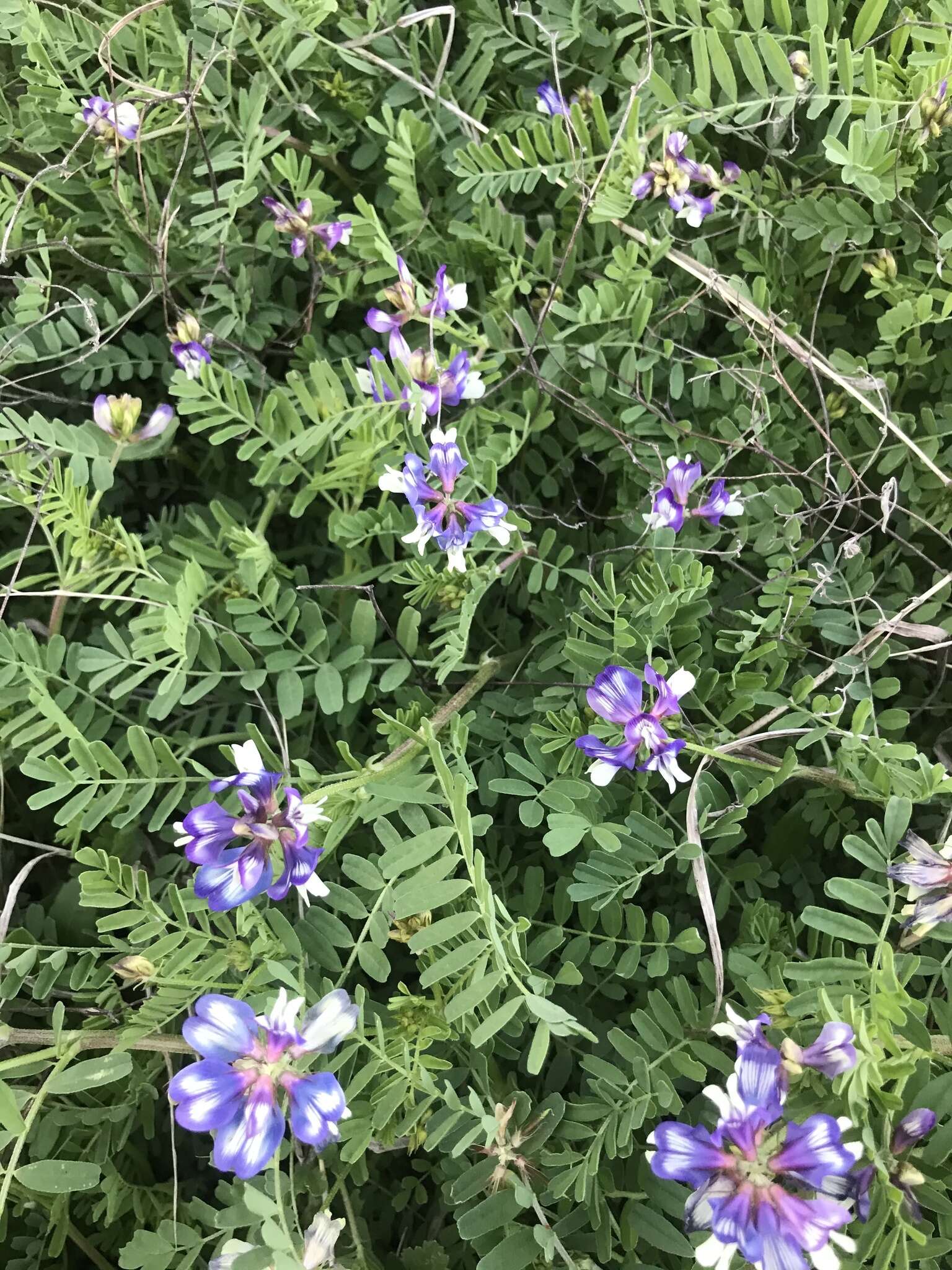 Imagem de Astragalus nuttallianus var. macilentus (Small) Barneby