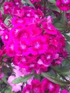 صورة Dianthus barbatus L.