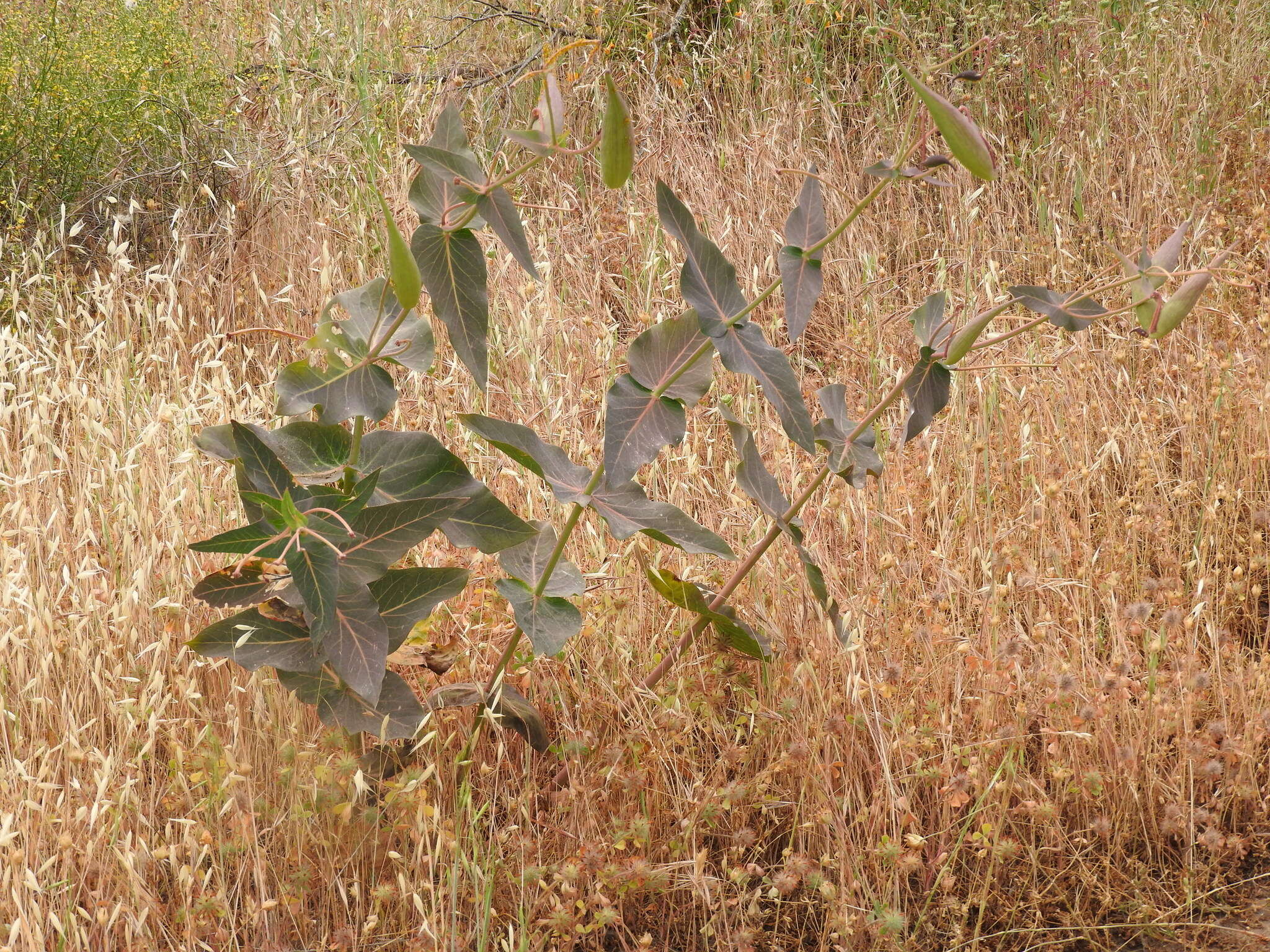 Imagem de Asclepias cordifolia (Benth.) Jepson