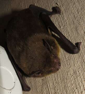 Image of African Yellow Bat