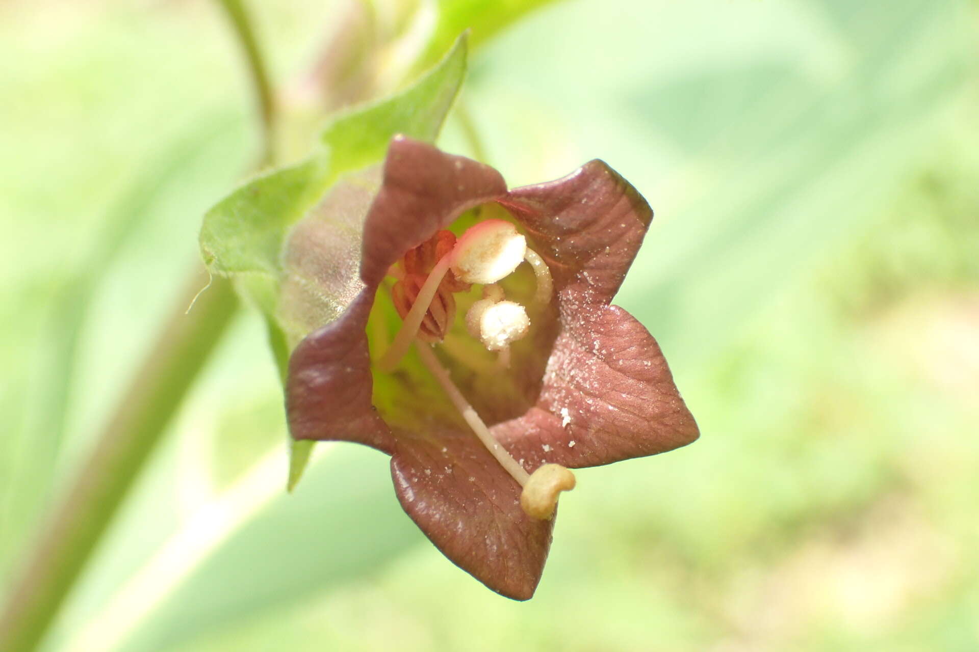 Image of Belladonna