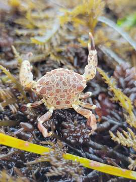 Image of knobkneed crestleg crab