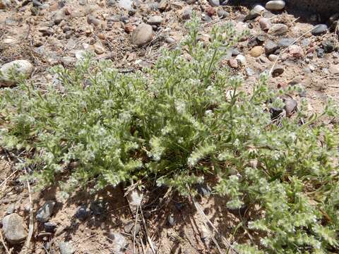 Plancia ëd Cryptantha crassisepala (Torr. & Gray) Greene