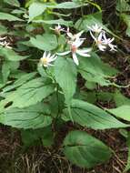 Image of mountain aster