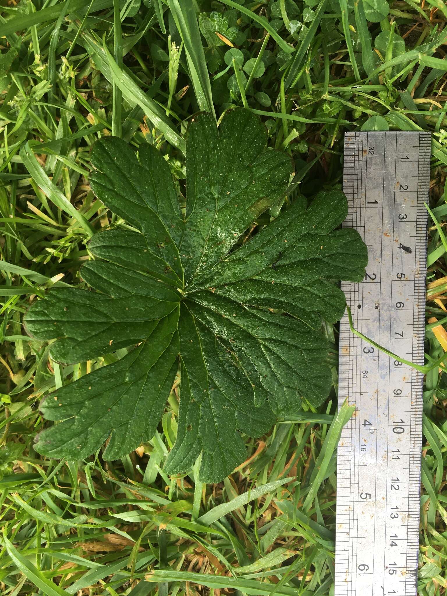 Image of Solander's geranium