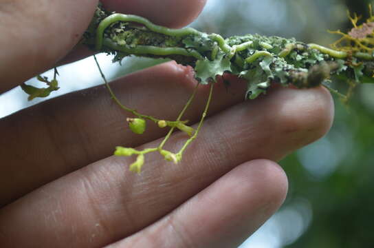 Image of Taeniophyllum glandulosum Blume