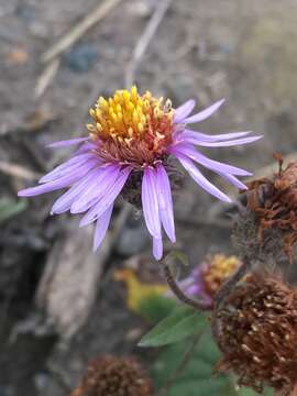 Image de Eurybia sibirica (L.) G. L. Nesom