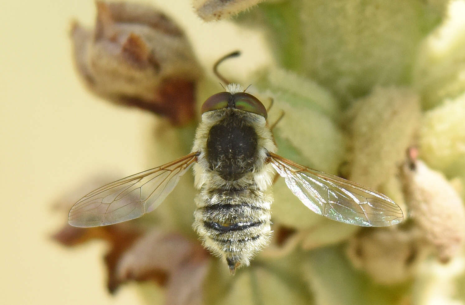 Neorhynchocephalus sackenii (Williston 1880)的圖片