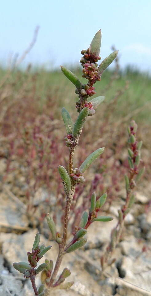 Image de Suaeda calceoliformis (Hooker) Moquin-Tandon