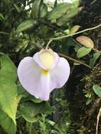 Image of Utricularia praetermissa P. Taylor