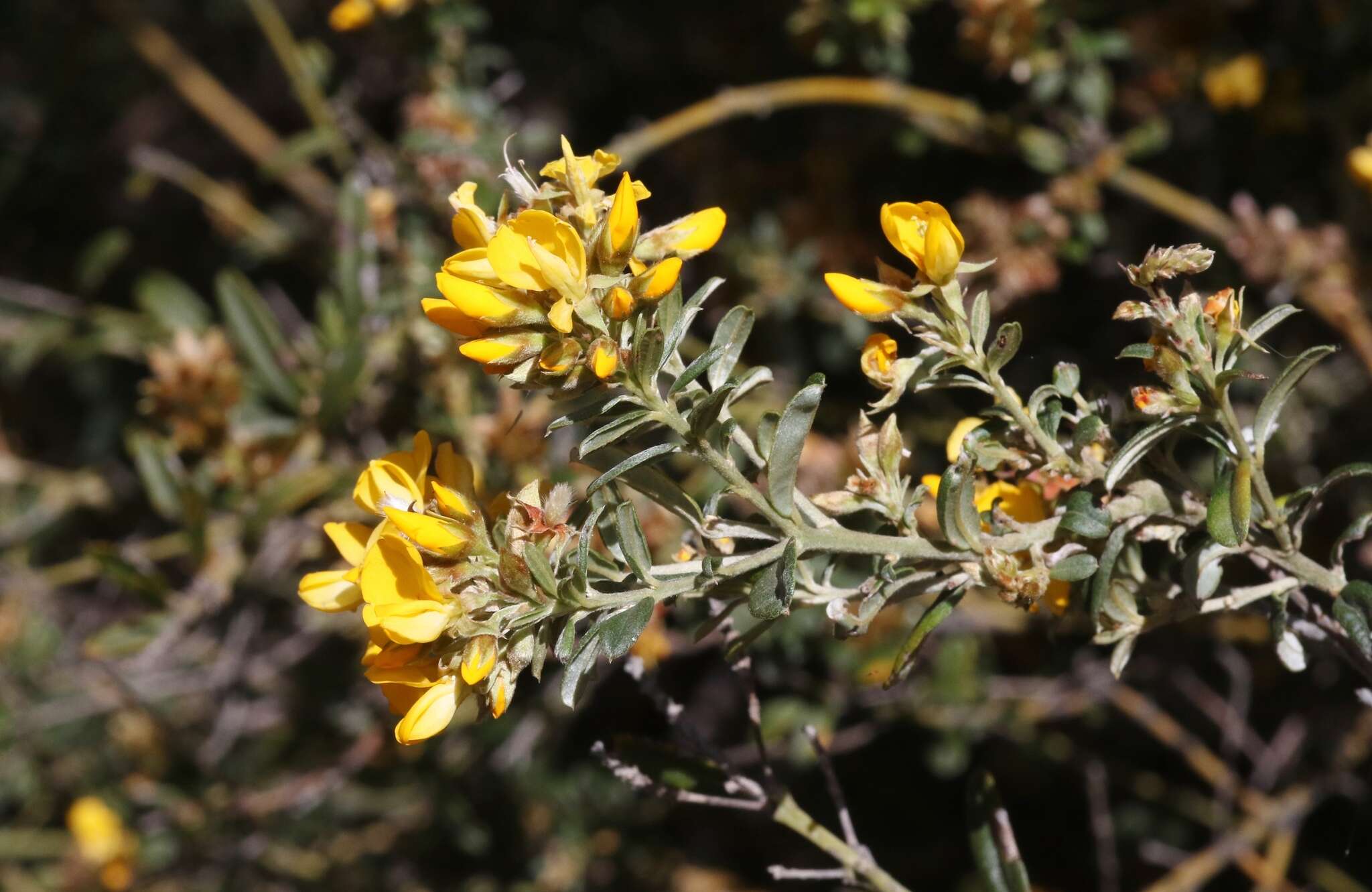 Image of Oxylobium ellipticum (Vent.) R. Br.