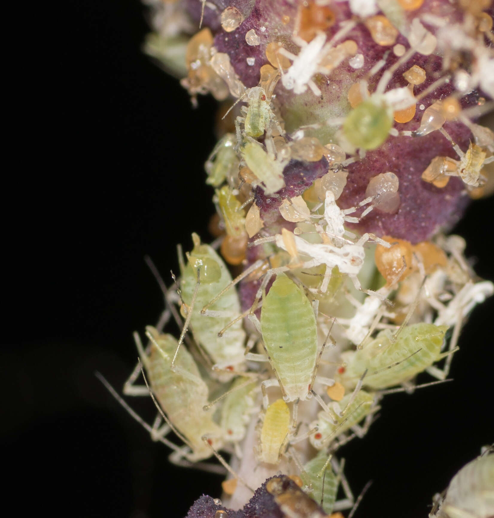 Image of Aphid