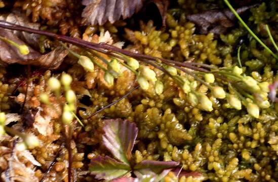 Image of yellow screwstem