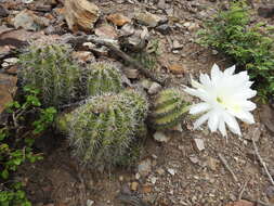 Image of Echinopsis bridgesii Salm-Dyck