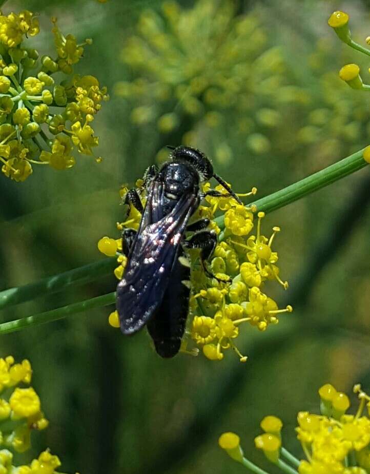 Myzinum obscurum (Fabricius 1805)的圖片