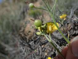 Image of Moapa bladderpod