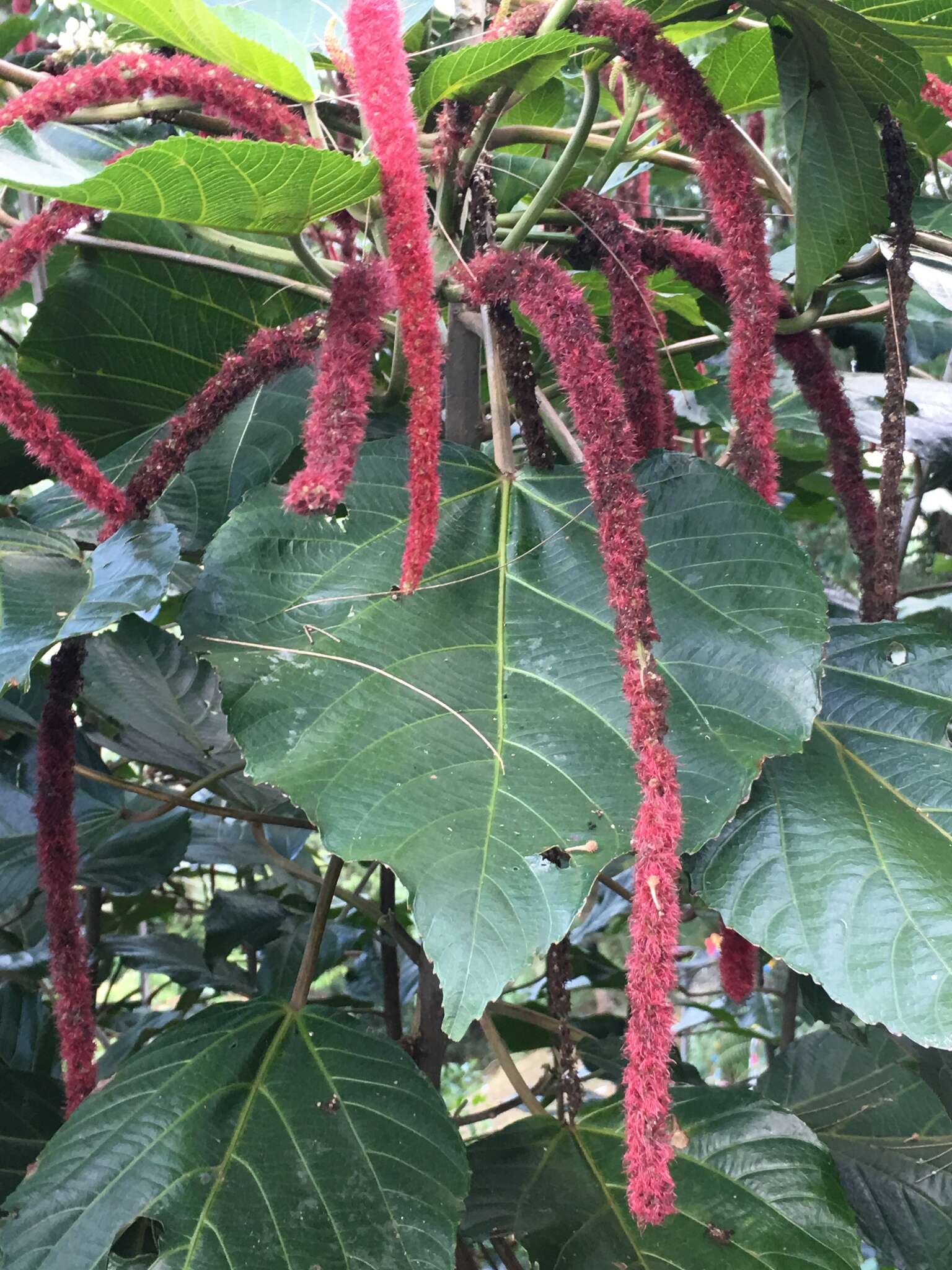 Image of chenille plant