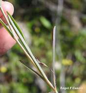 صورة Iberodes linifolia (L.) Serrano, R. Carbajal & S. Ortiz