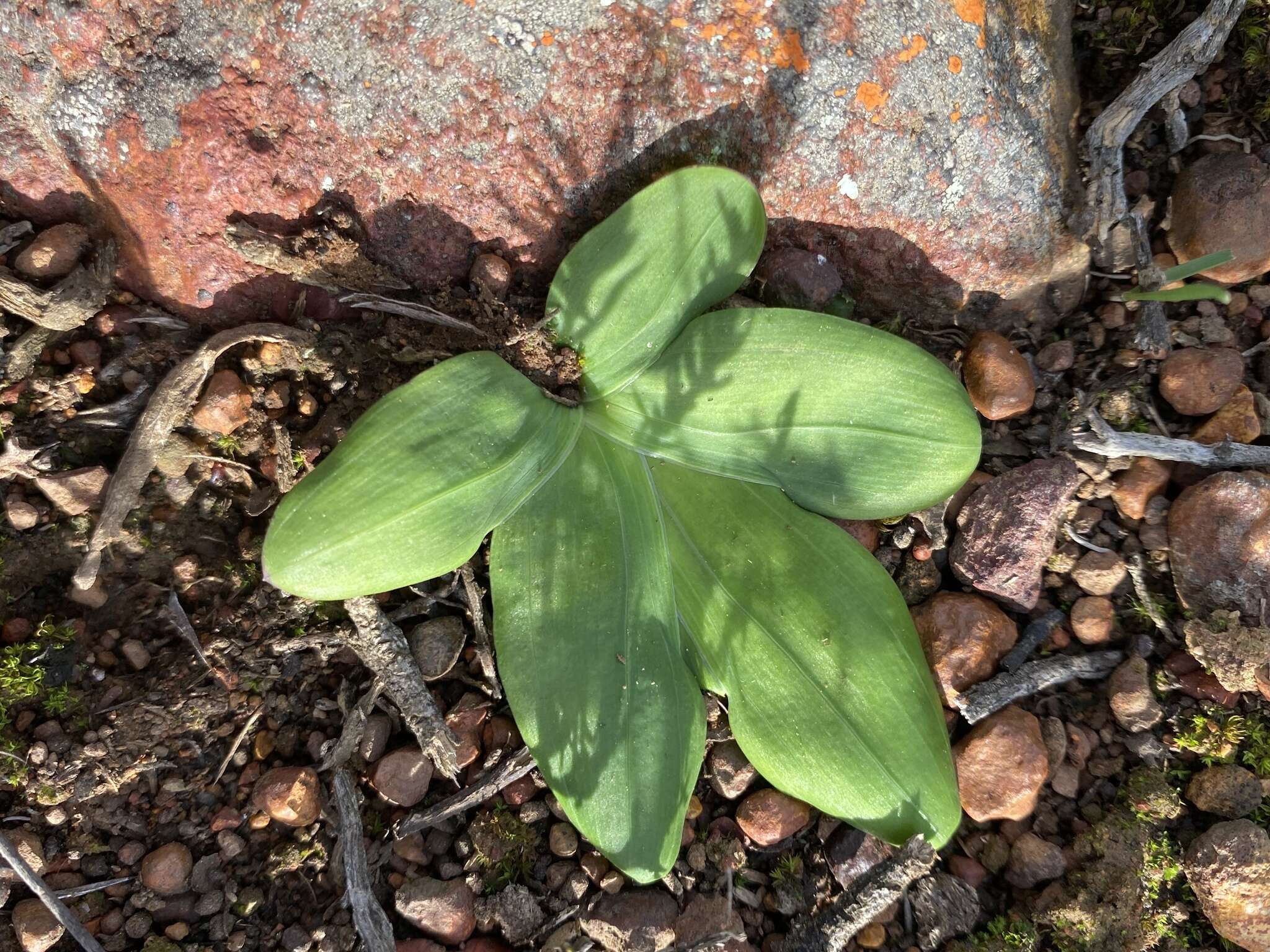 Freesia fergusoniae L. Bolus resmi