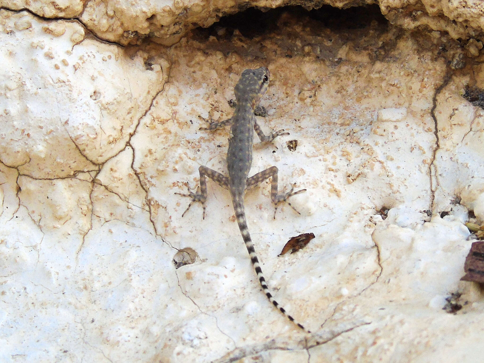 Image of Oman Rock Gecko